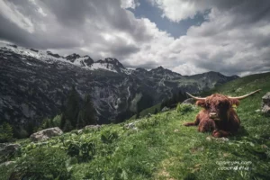 山巅上的宁静 牛与自然的和谐画卷-COSERYYDS